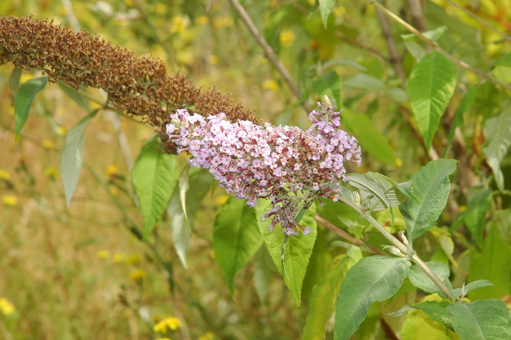 a cluster of purple flowers on a tree branch