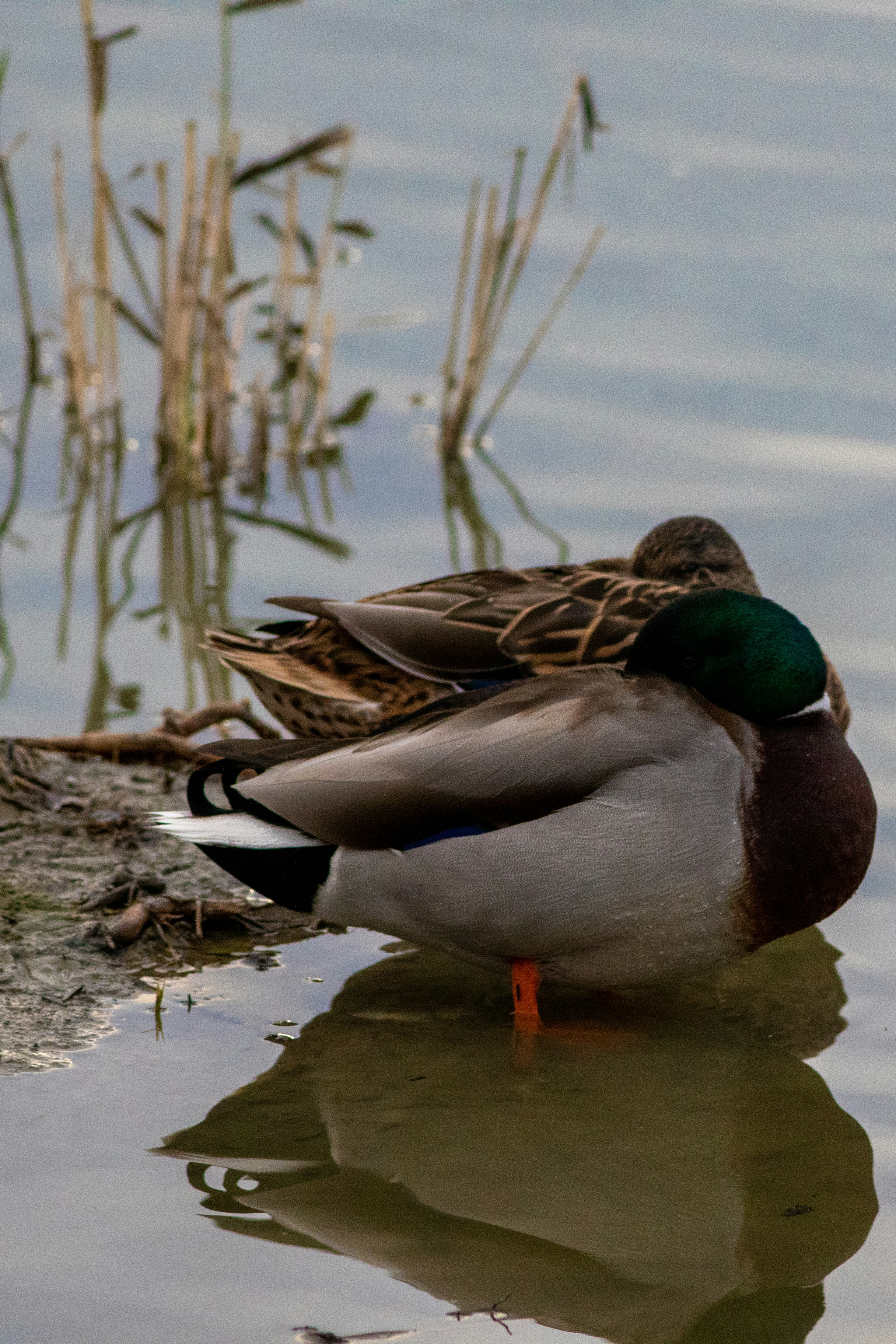 Photo by mattia_poli_04