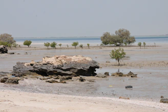 A serene coastal island scene with mangroves and gentle waves under a soft sunset sky.