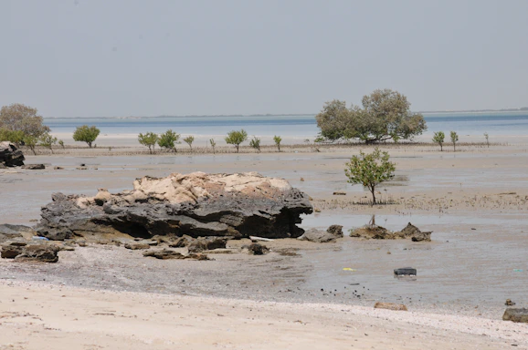 A serene coastal island scene with mangroves and gentle waves under a soft sunset sky.