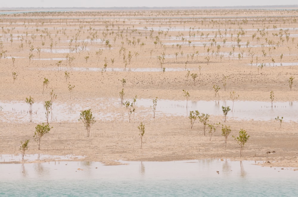 a large body of water sitting next to a sandy beach