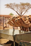 a group of camels standing in a metal trough