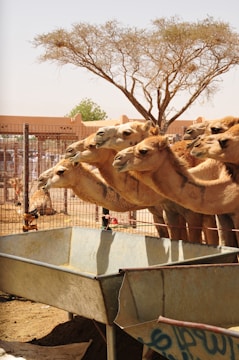 a group of camels standing in a metal trough