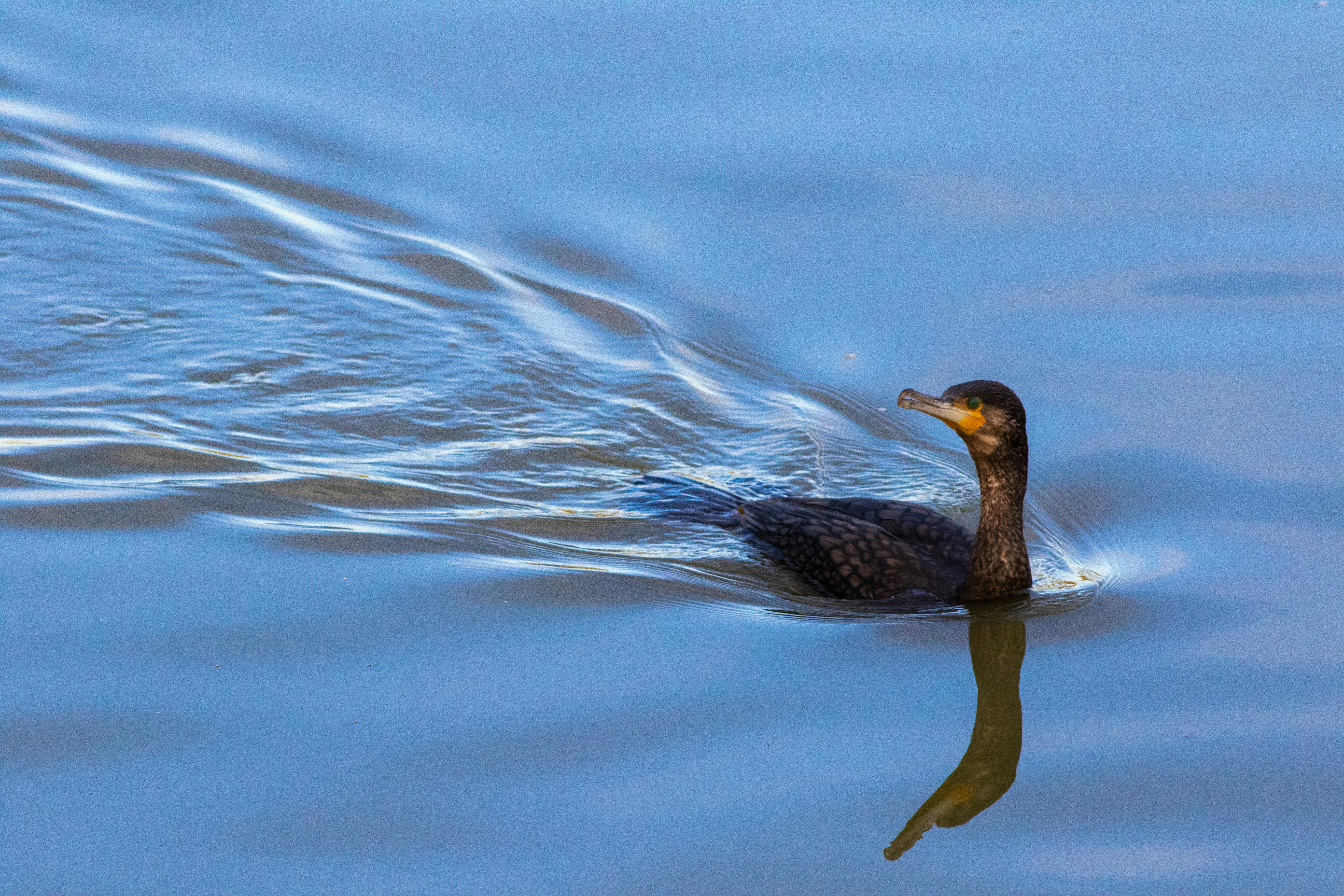 Photo by mattia_poli_04