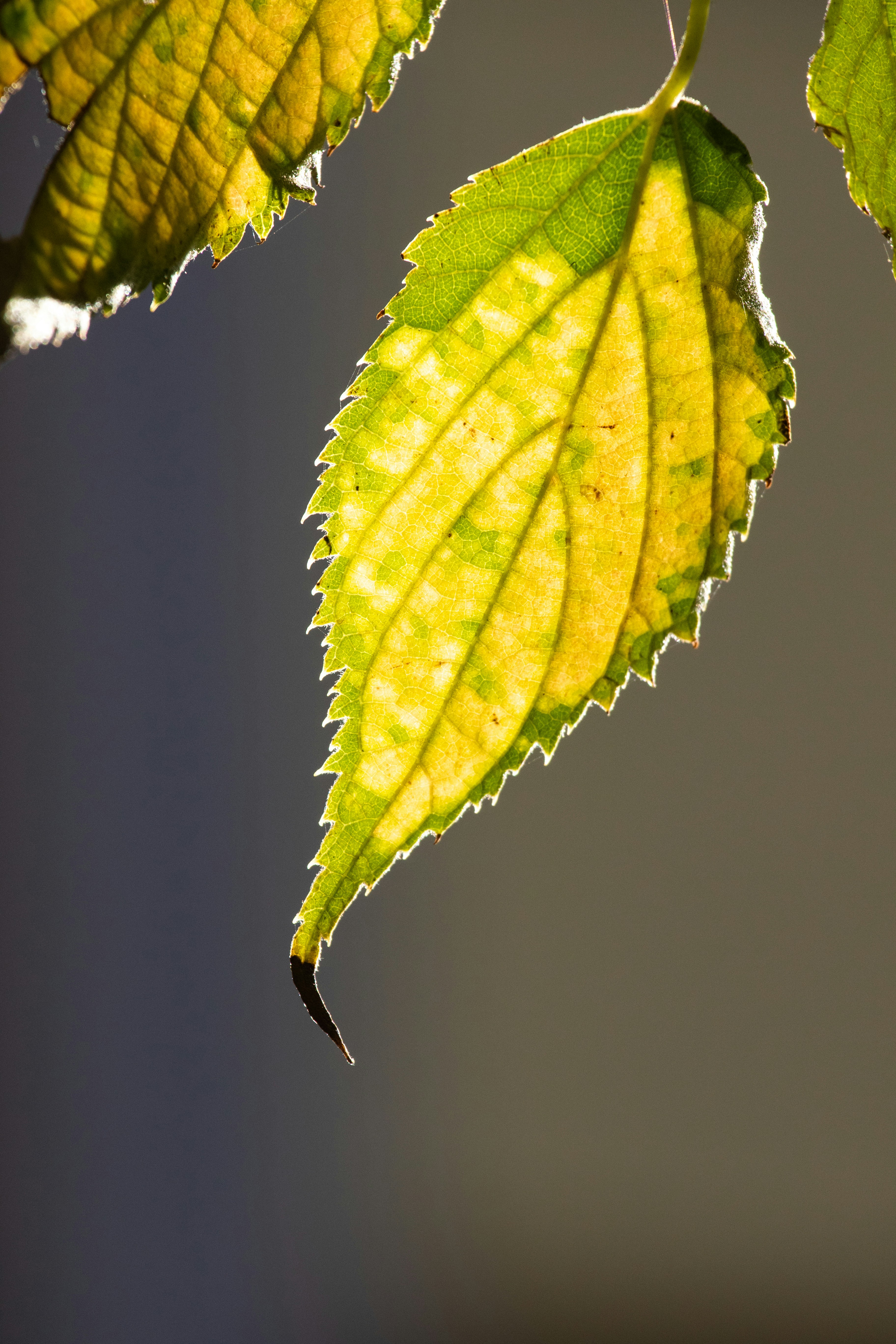 Photo by mattia_poli_04