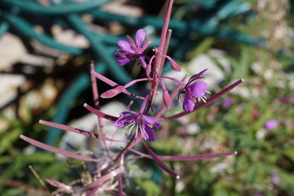 a close up of a purple flower on a plant