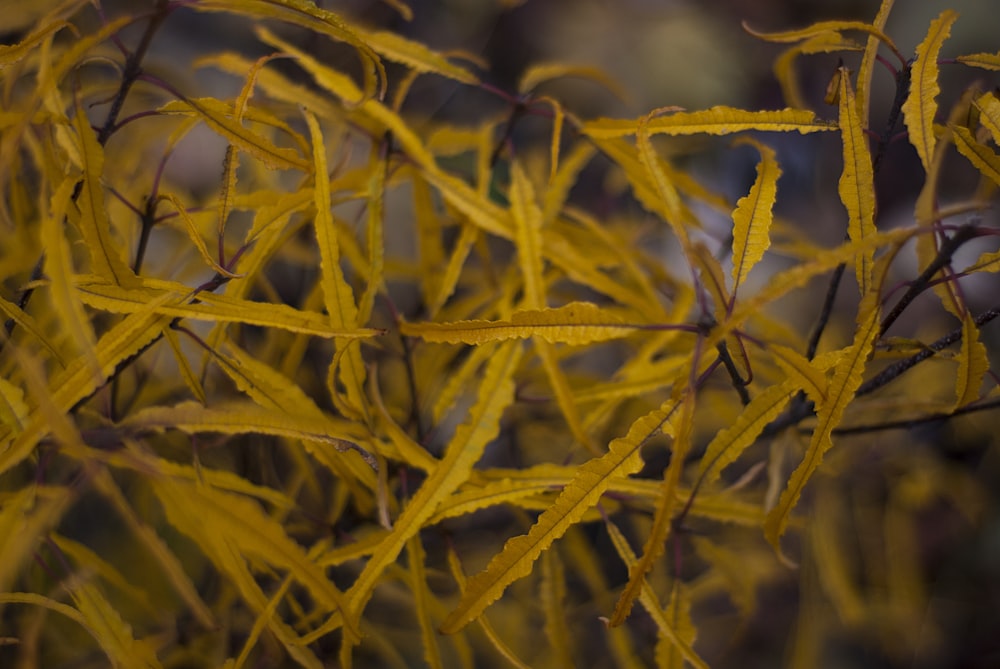 a close up of a plant with yellow leaves