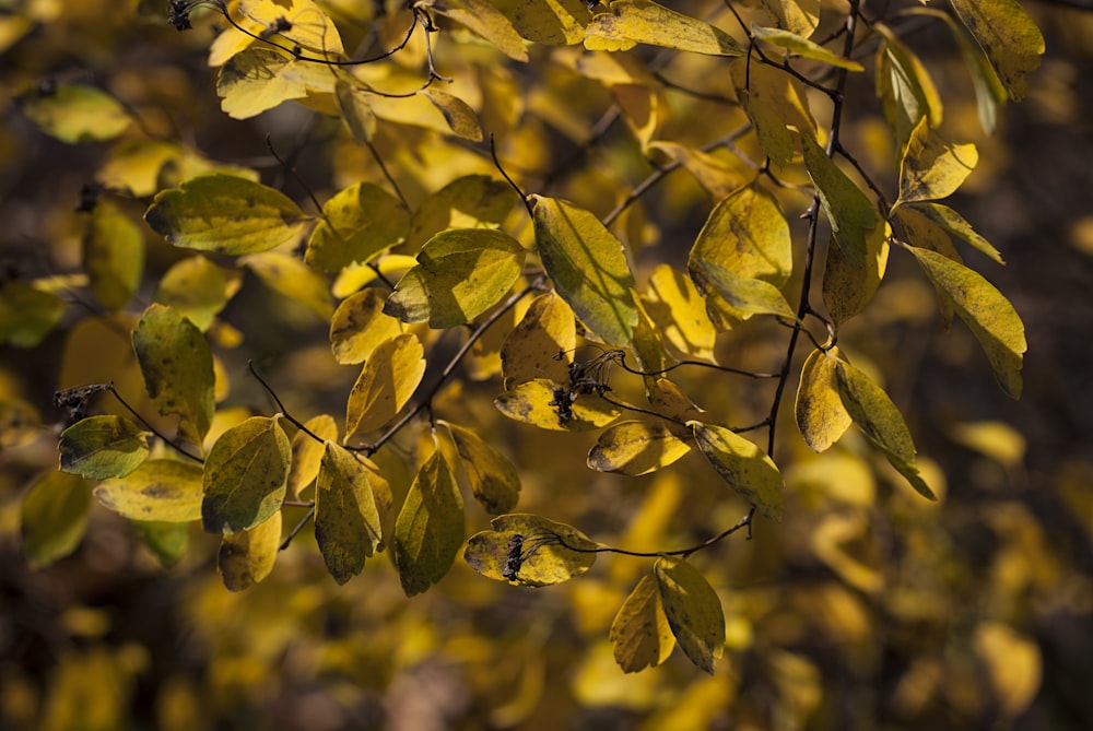 a tree with yellow leaves in the fall