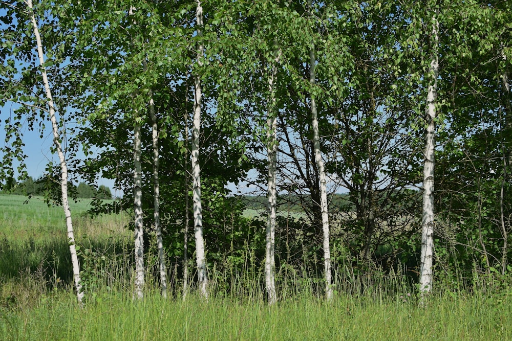 a herd of cattle grazing on a lush green field