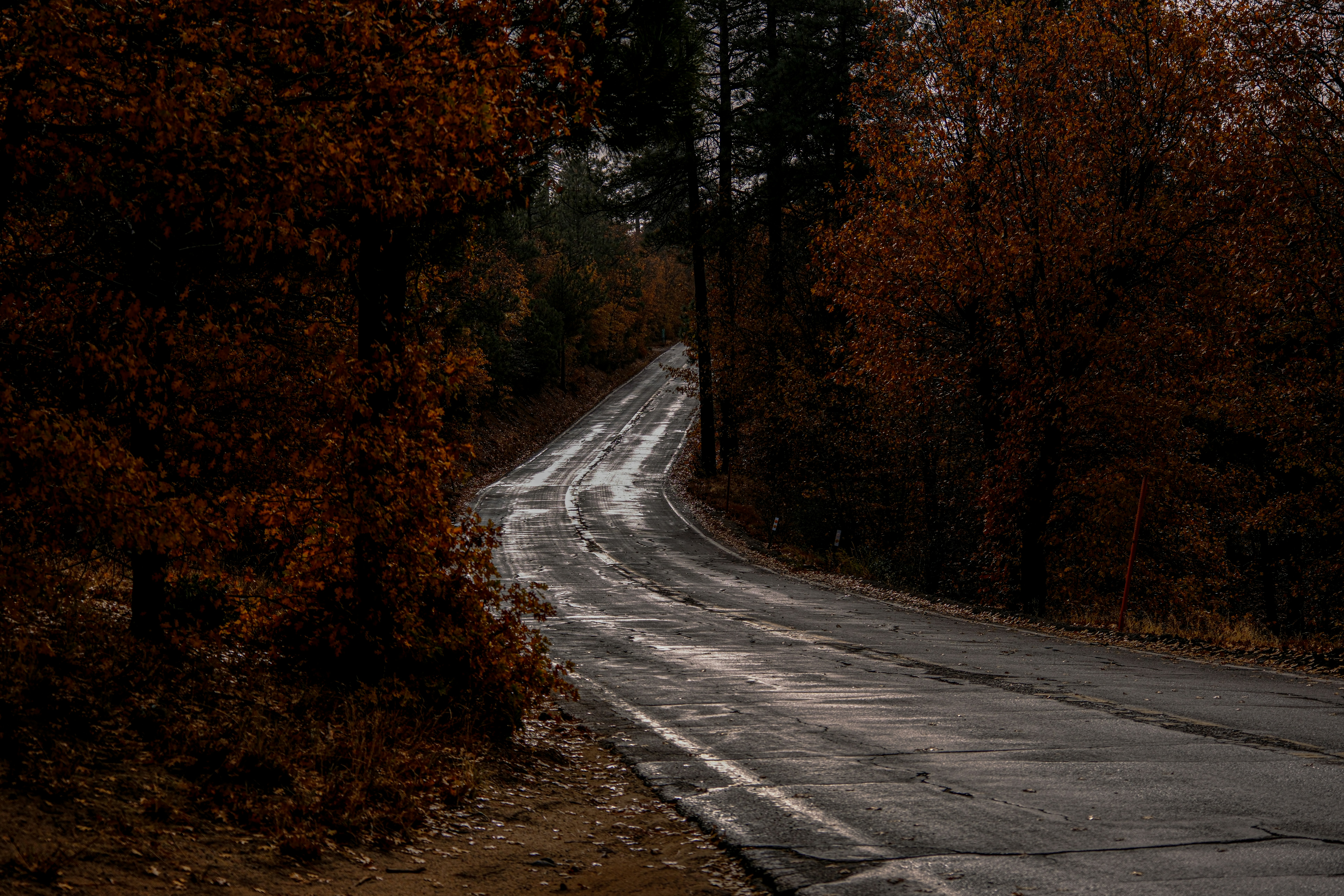 an empty road in the middle of a forest