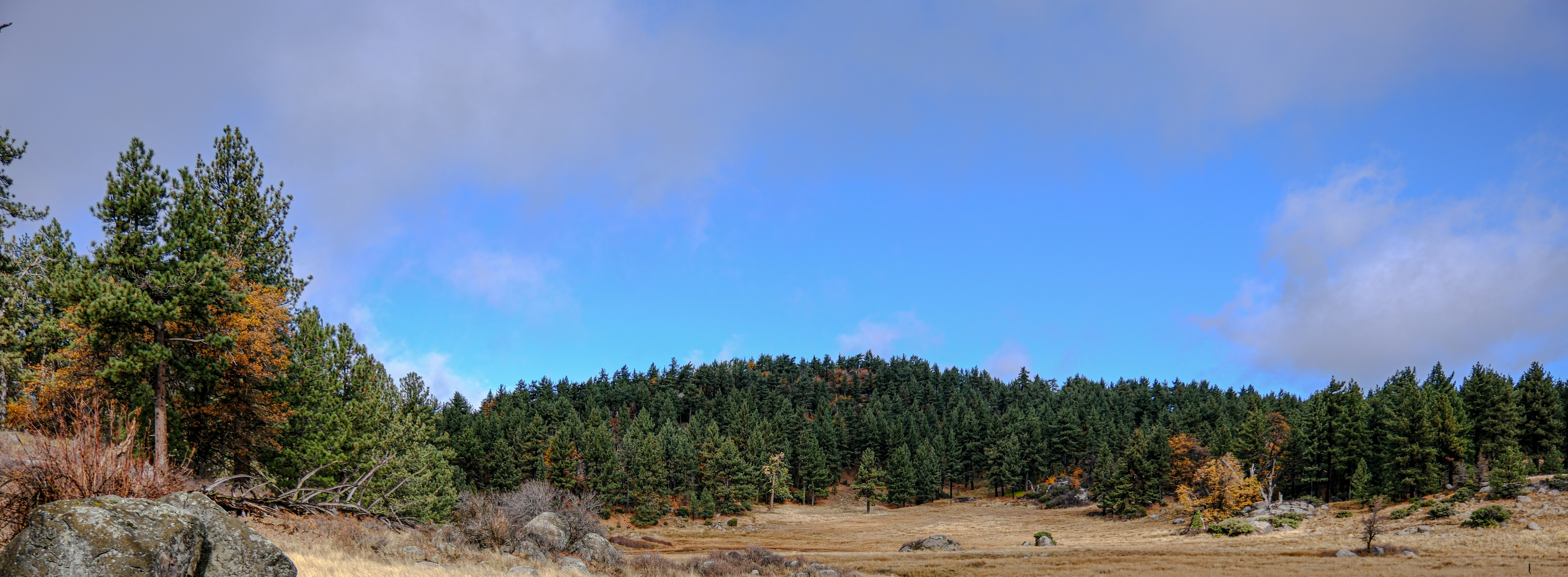 a field with trees and rocks in the foreground