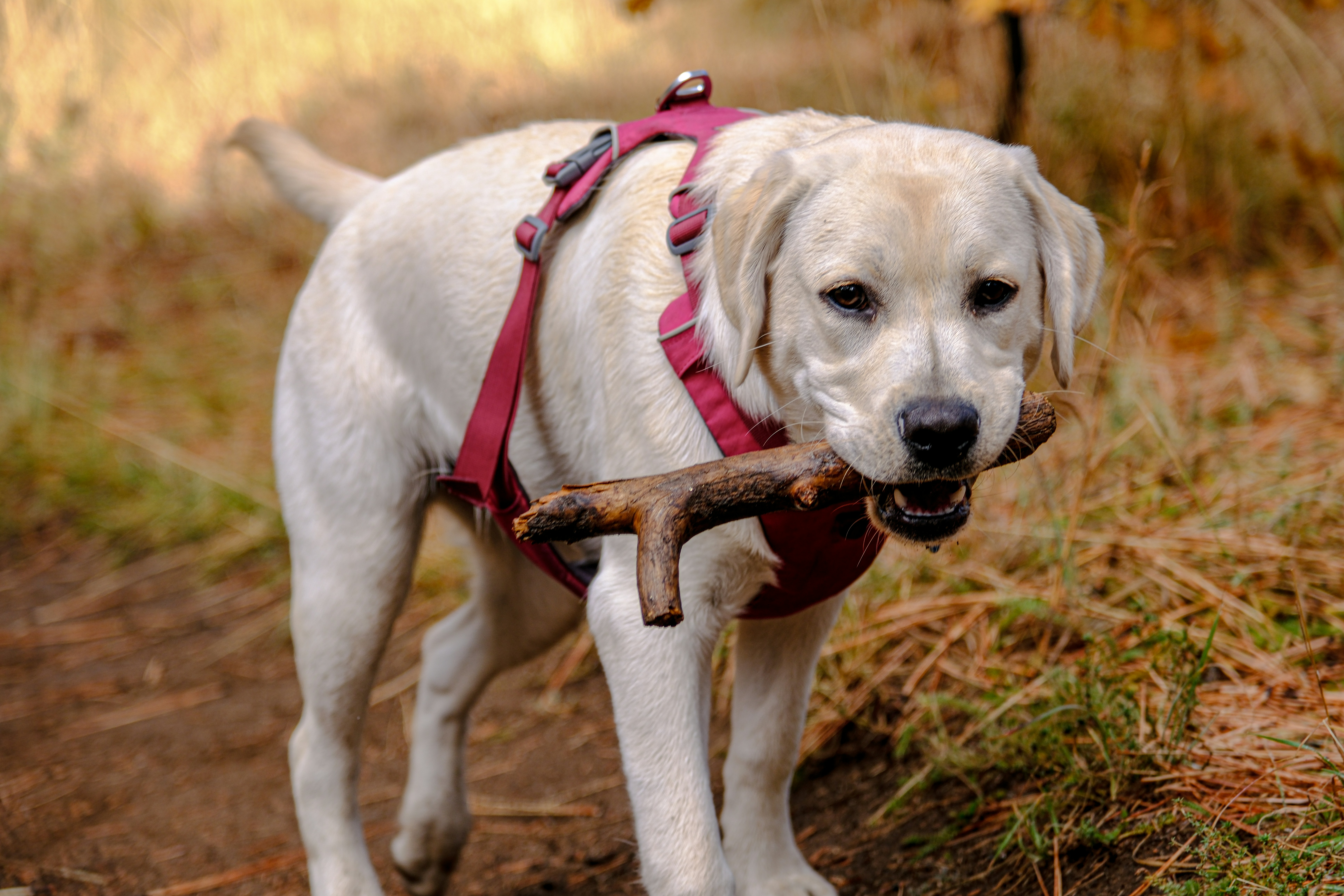 a white dog carrying a stick in its mouth