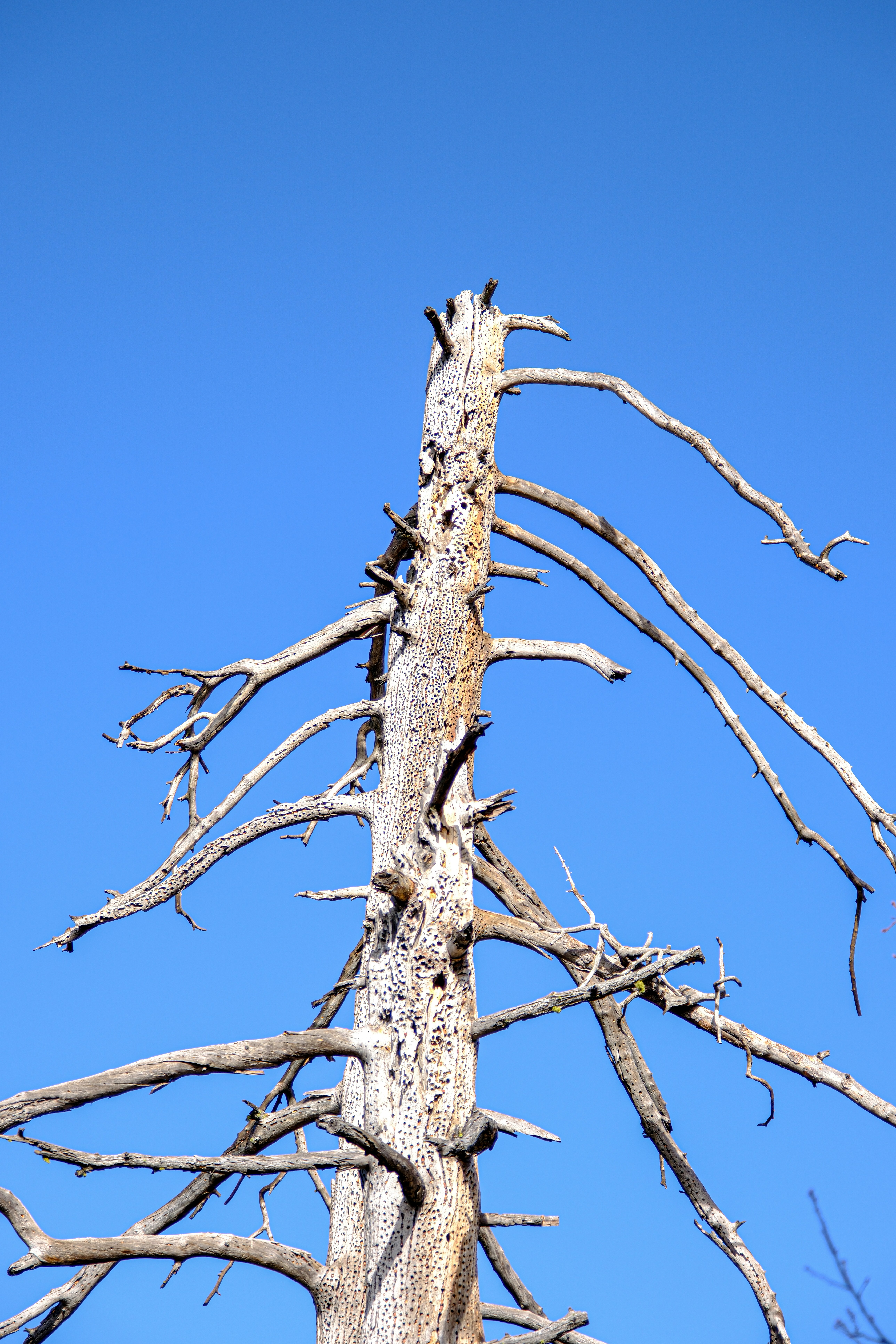 a dead tree with no leaves against a blue sky