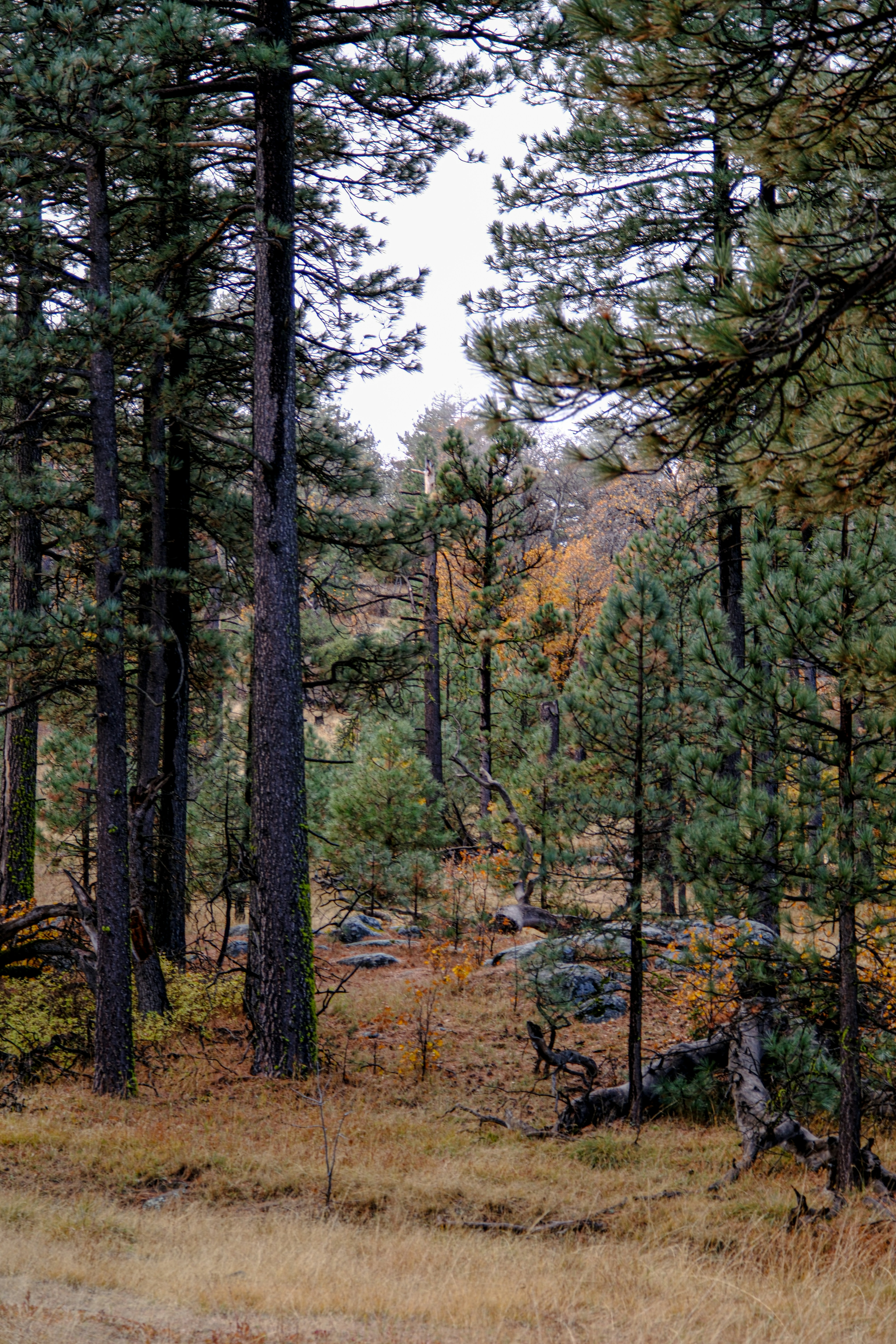 a bear walking through a forest filled with lots of trees