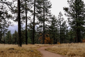 A scenic view of a winding trail through a dense forest with warm earthy tones.