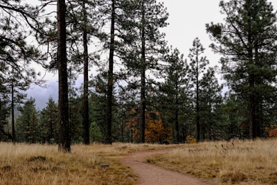 A scenic view of a winding trail through a dense forest with warm earthy tones.