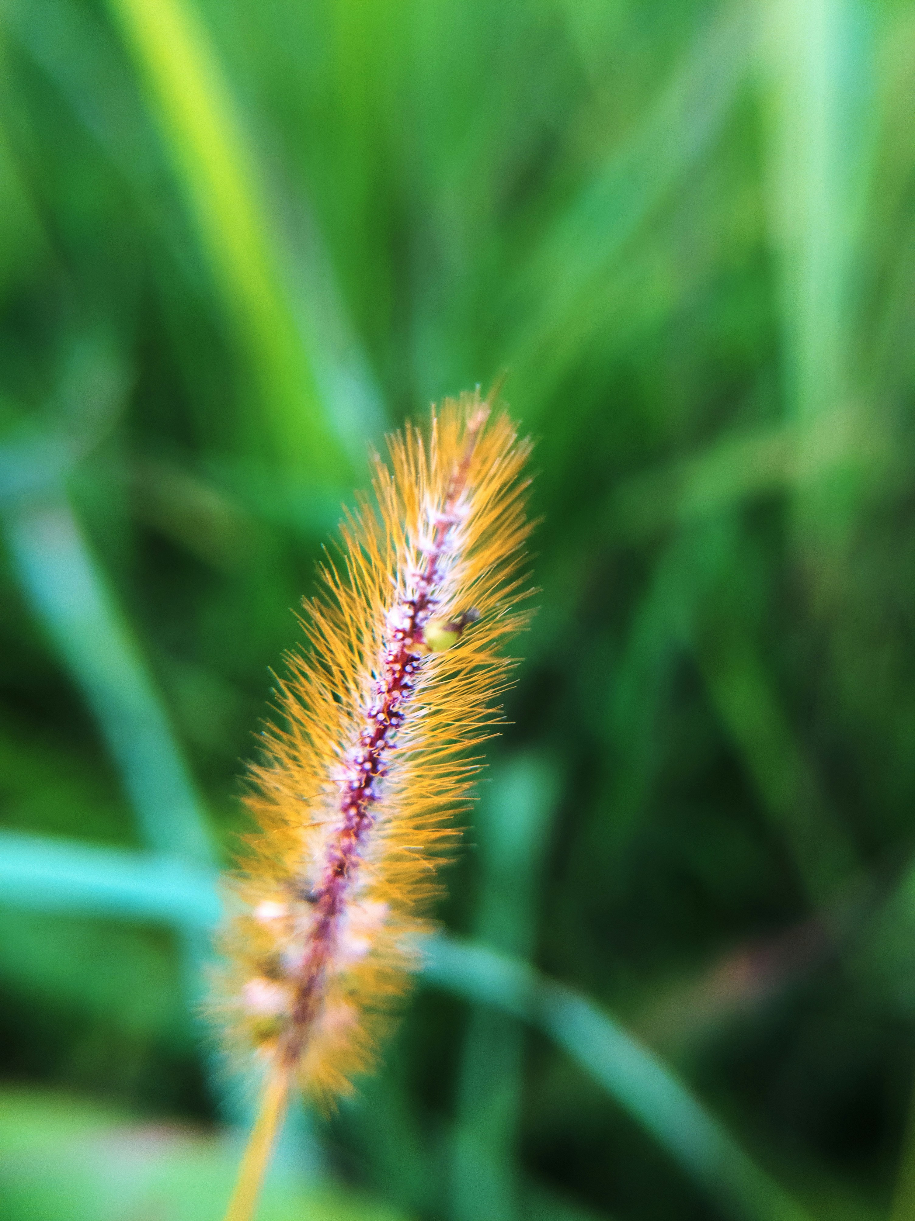 a close up of a plant with a blurry background