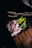 Slices of bacon and rye bread are neatly arranged on a dark wooden cutting board alongside fresh green onions and stalks of wheat.