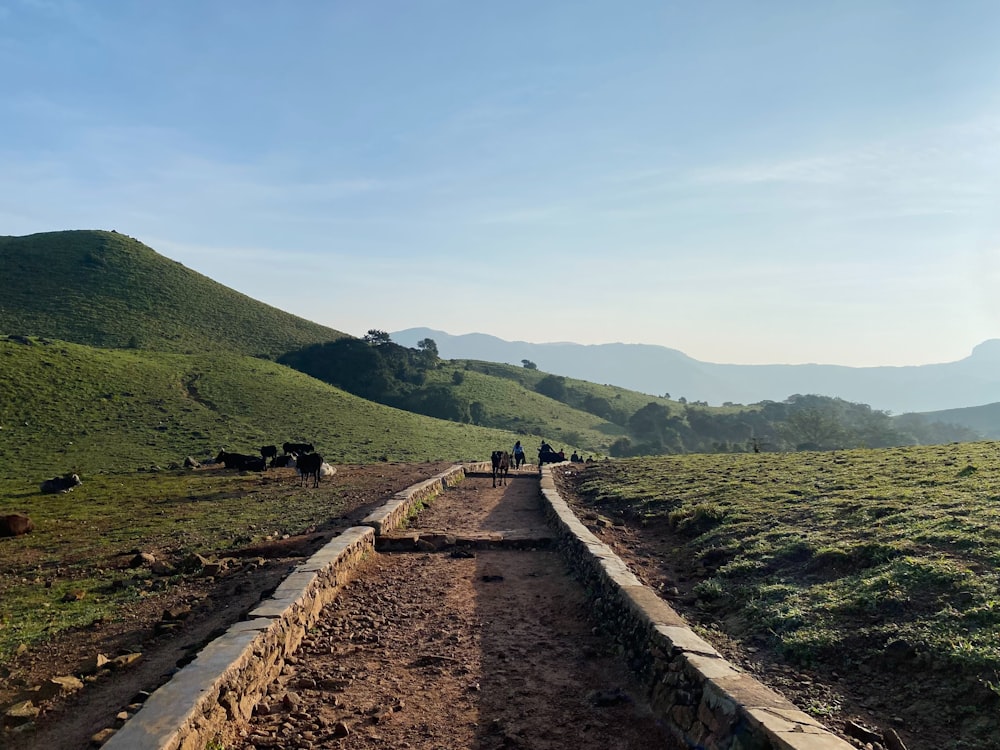 a group of cows walking down a dirt road