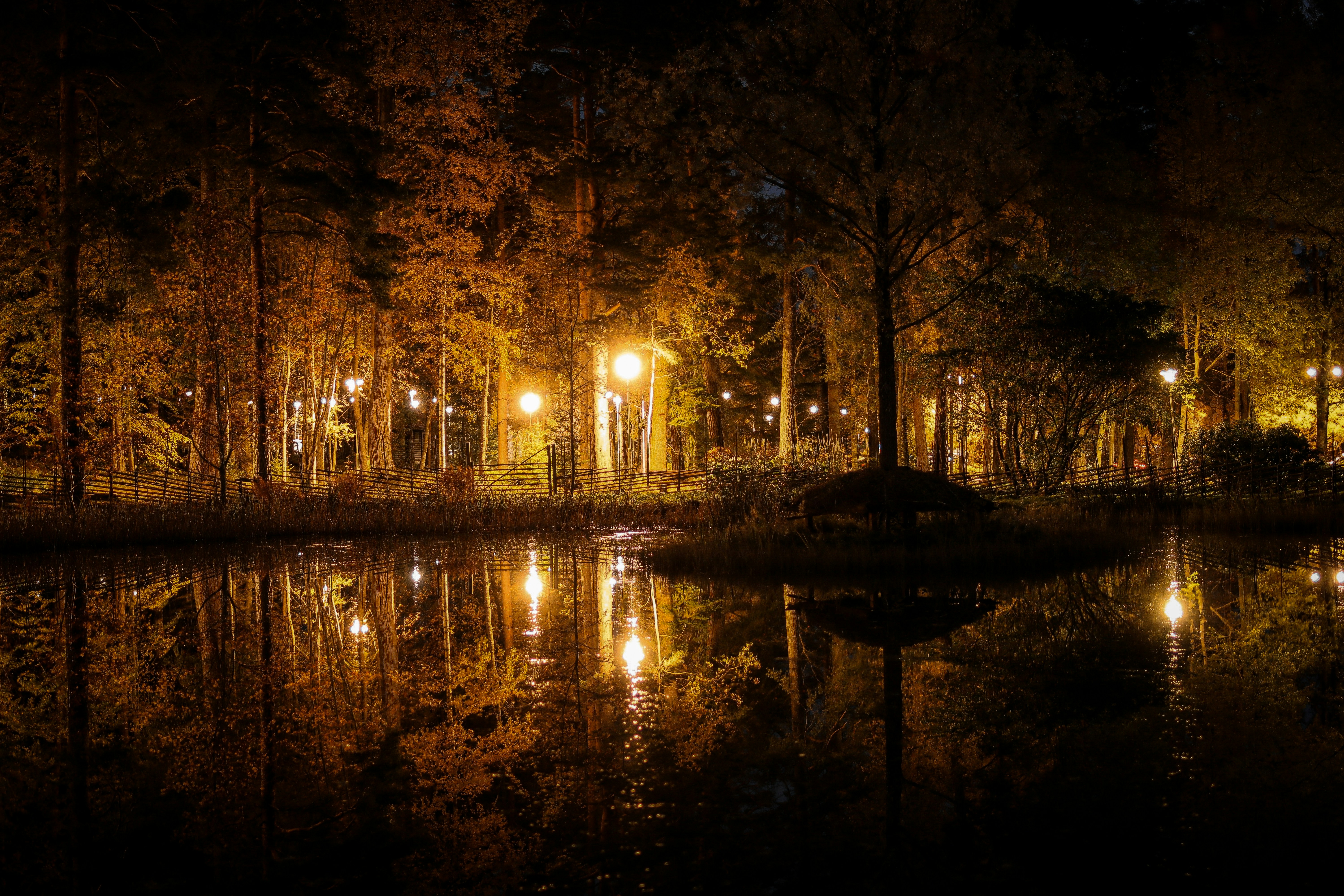 a pond surrounded by trees and lights at night