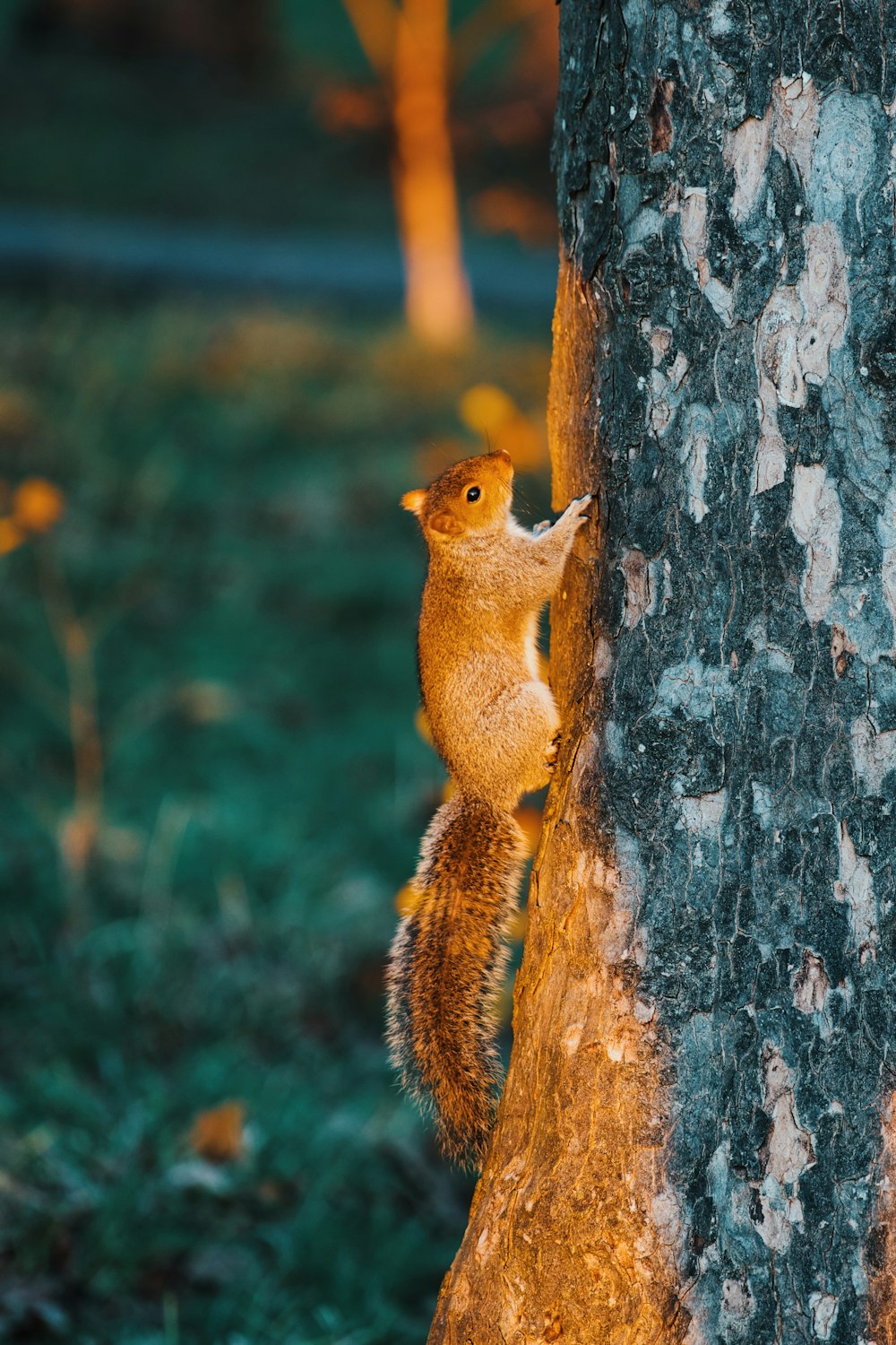 a squirrel is climbing up the side of a tree