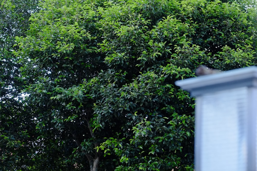 a bird sitting on top of a tree next to a building