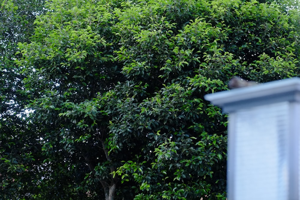un oiseau assis au sommet d’un arbre à côté d’un bâtiment