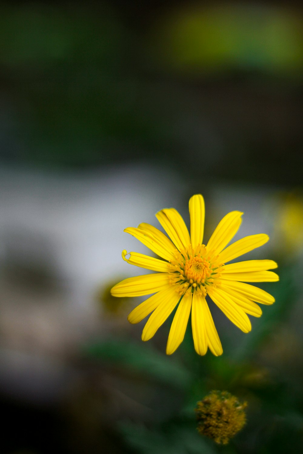 a close up of a yellow flower with a blurry background