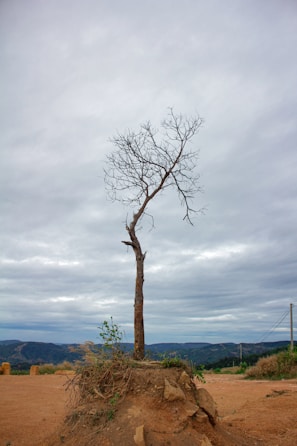 A barren patch of earth beneath a Bradford pear tree where no plants can grow.