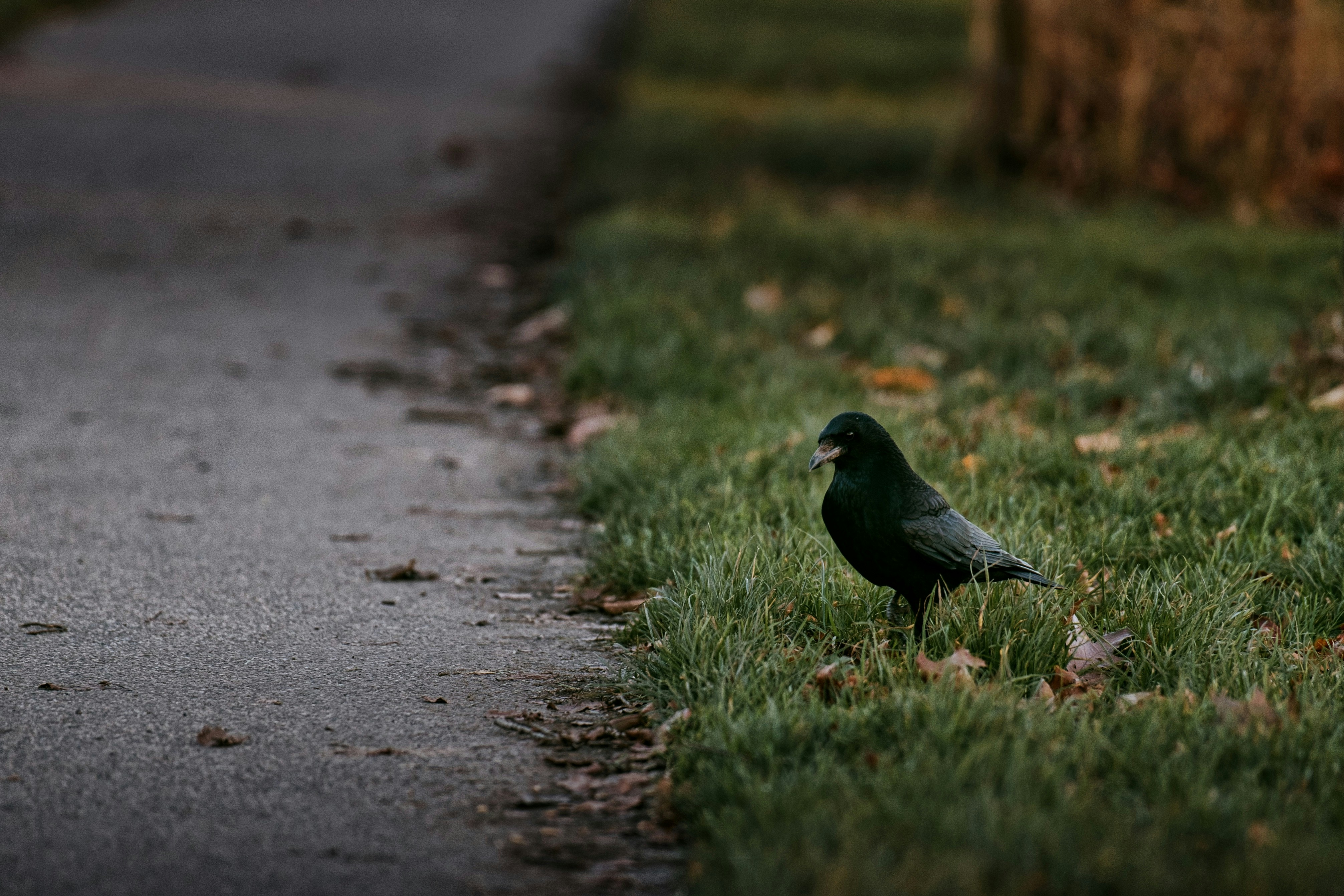 un petit oiseau vert debout sur le bord d’une route