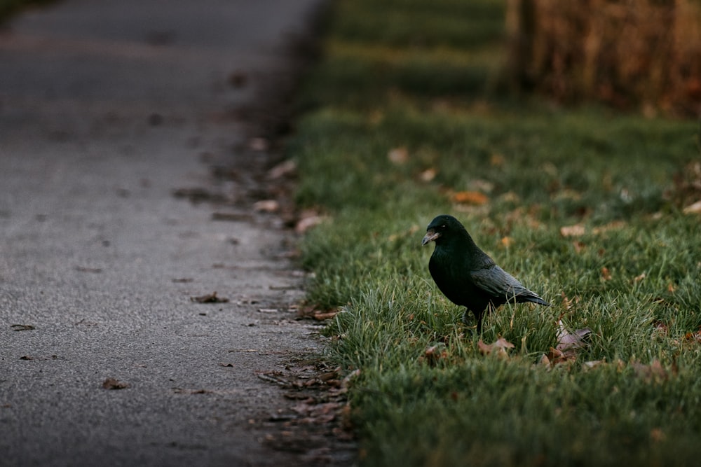 a small green bird standing on the side of a road