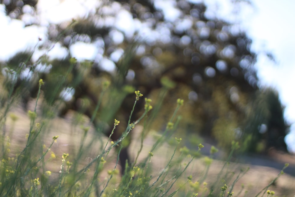 a blurry photo of a field with a tree in the background