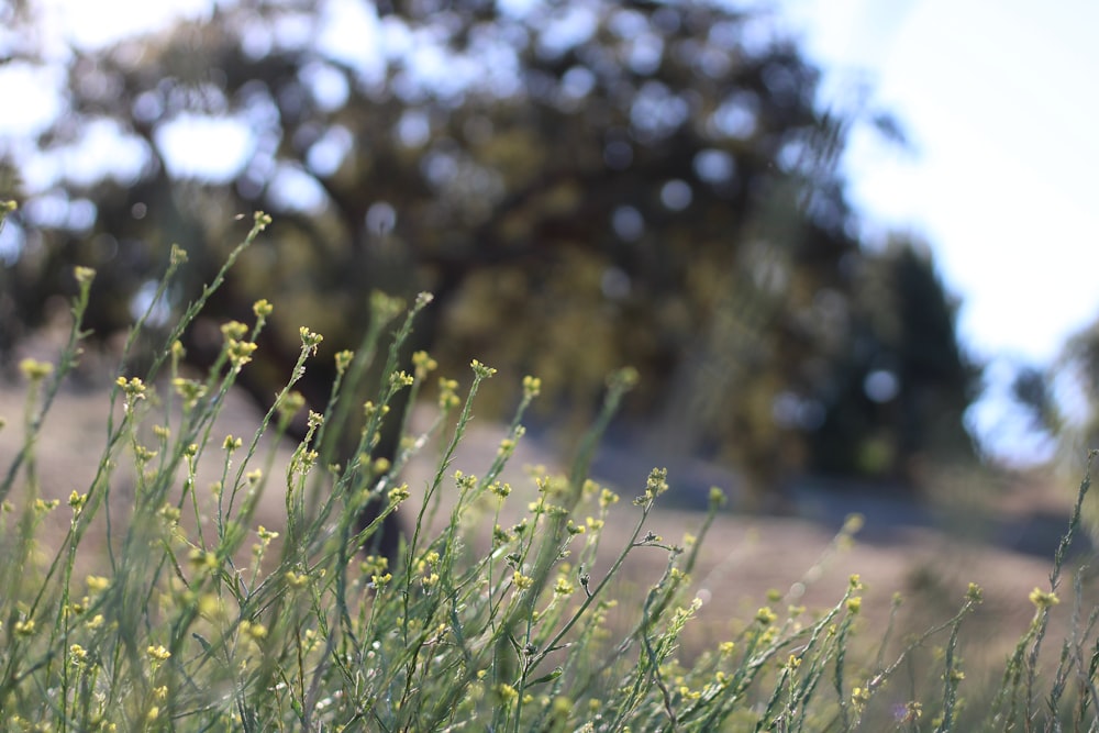 a close up of a field of grass with trees in the background