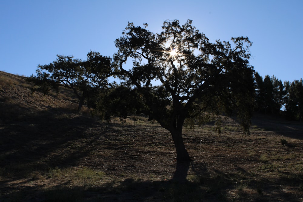 the sun shines through the branches of a tree