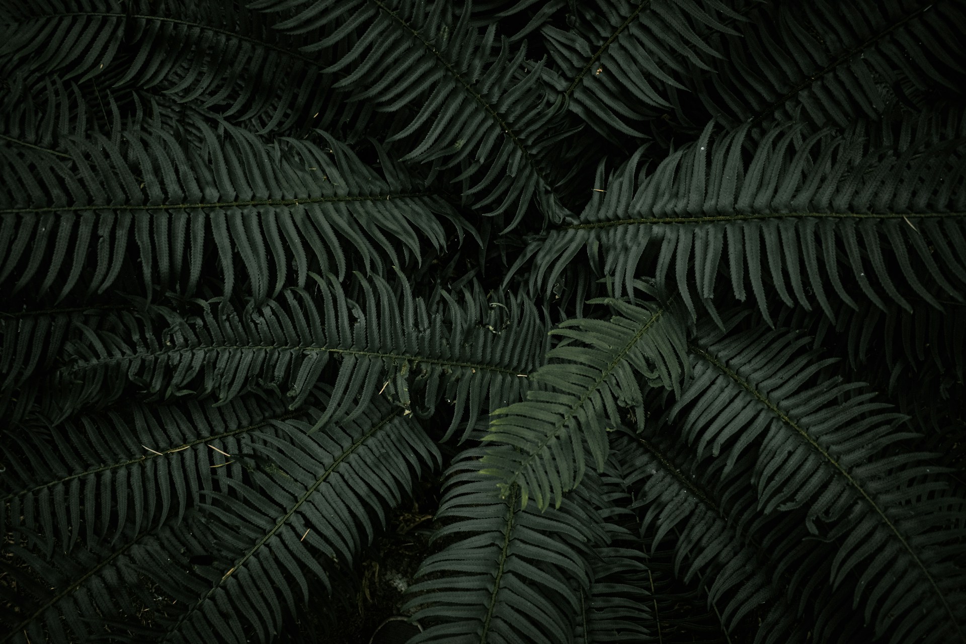 a close up of a plant with lots of leaves