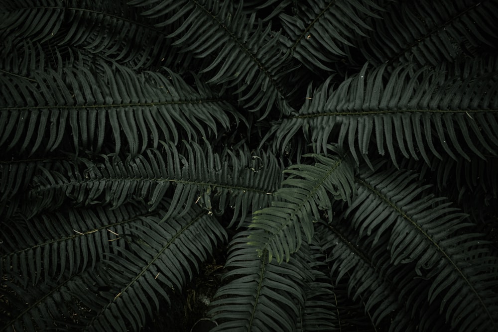 a close up of a plant with lots of leaves