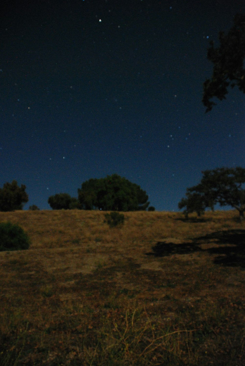 a grassy field with trees under a night sky