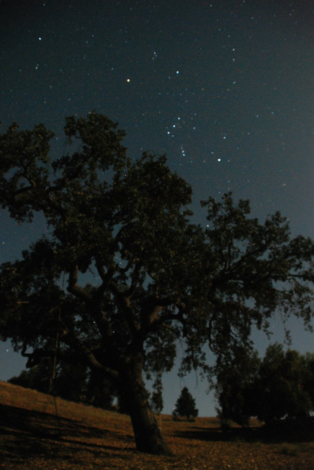 a tree in the middle of a field under a night sky