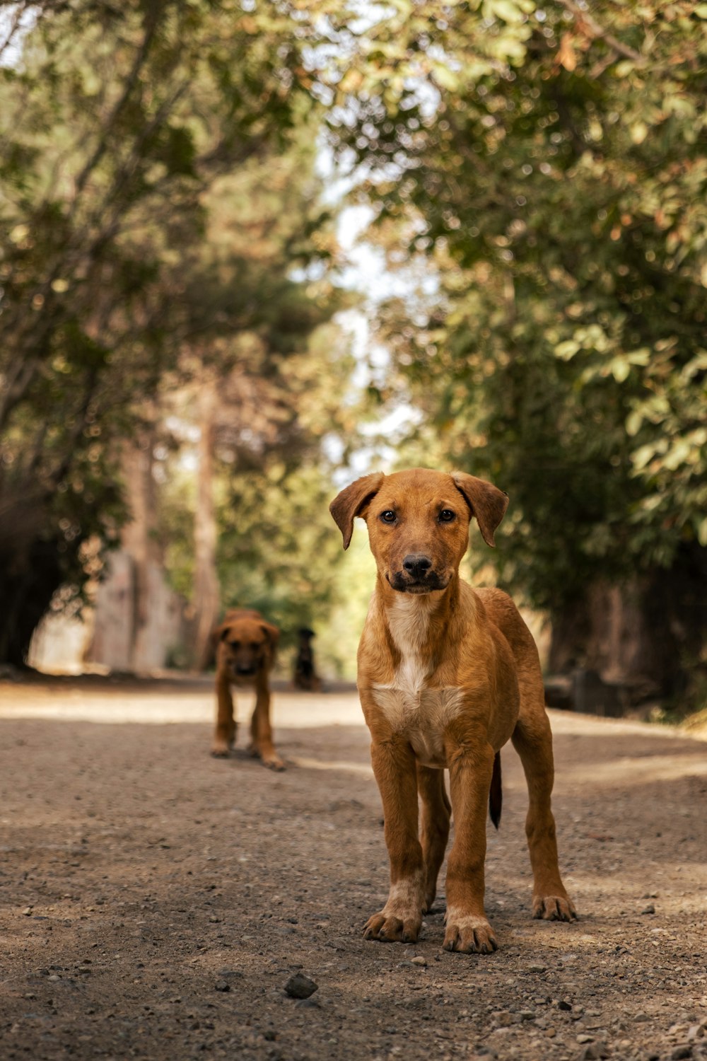 Zwei braune Hunde gehen einen Feldweg entlang