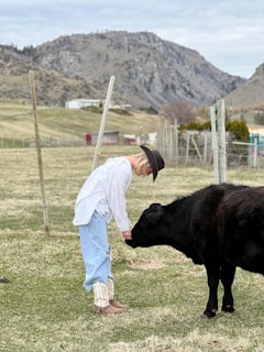 A person dressed in a white shirt, light blue jeans, and cowboy boots is interacting with a black calf in a rural setting. The person is wearing a black hat and is reaching down towards the calf, which appears to be nuzzling their hand. The background features green fields, a wooden fence, and distant, rugged hills under a cloudy sky.