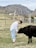 A person dressed in a white shirt, light blue jeans, and cowboy boots is interacting with a black calf in a rural setting. The person is wearing a black hat and is reaching down towards the calf, which appears to be nuzzling their hand. The background features green fields, a wooden fence, and distant, rugged hills under a cloudy sky.