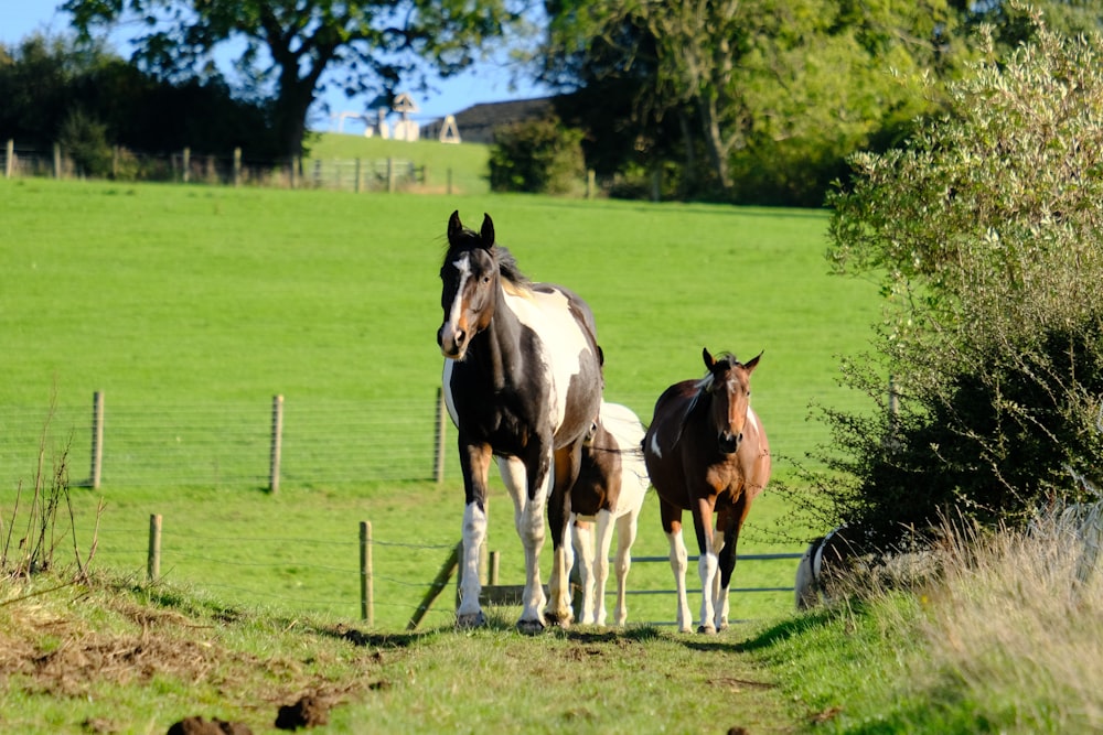 a couple of horses standing on top of a lush green field