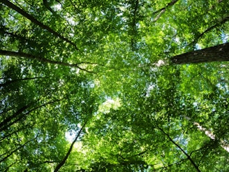 A panoramic view of the Congo rainforest canopy where okapis roam, bathed in soft morning light.