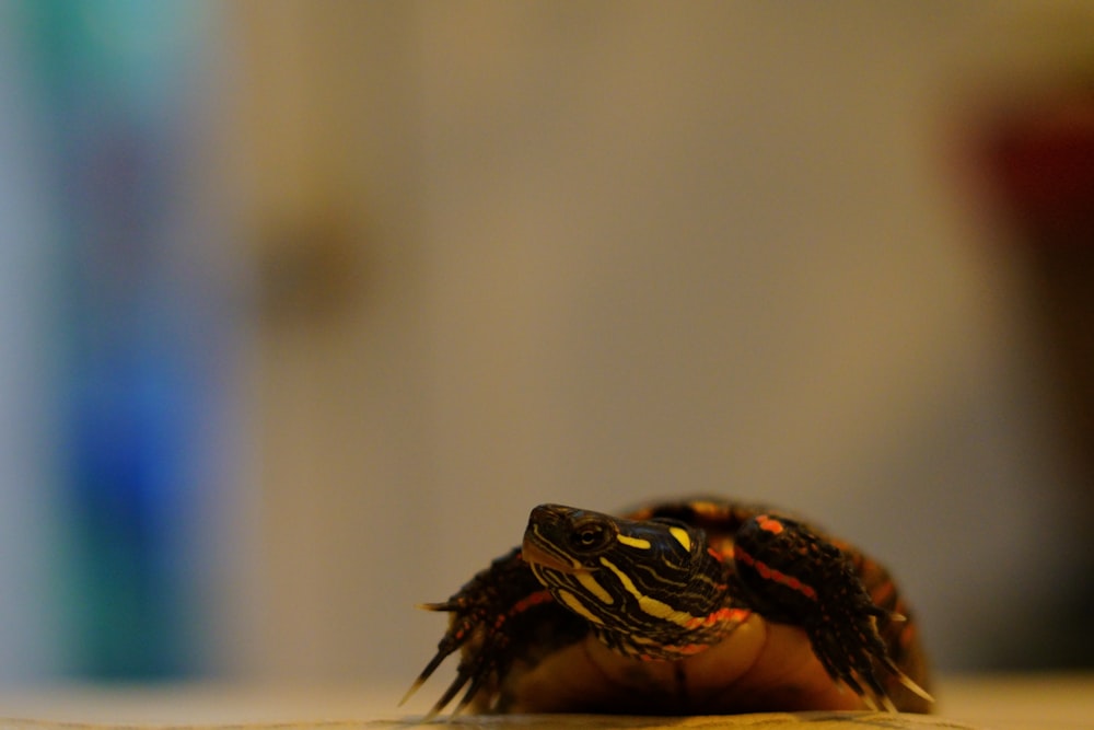 a small turtle sitting on top of a wooden table