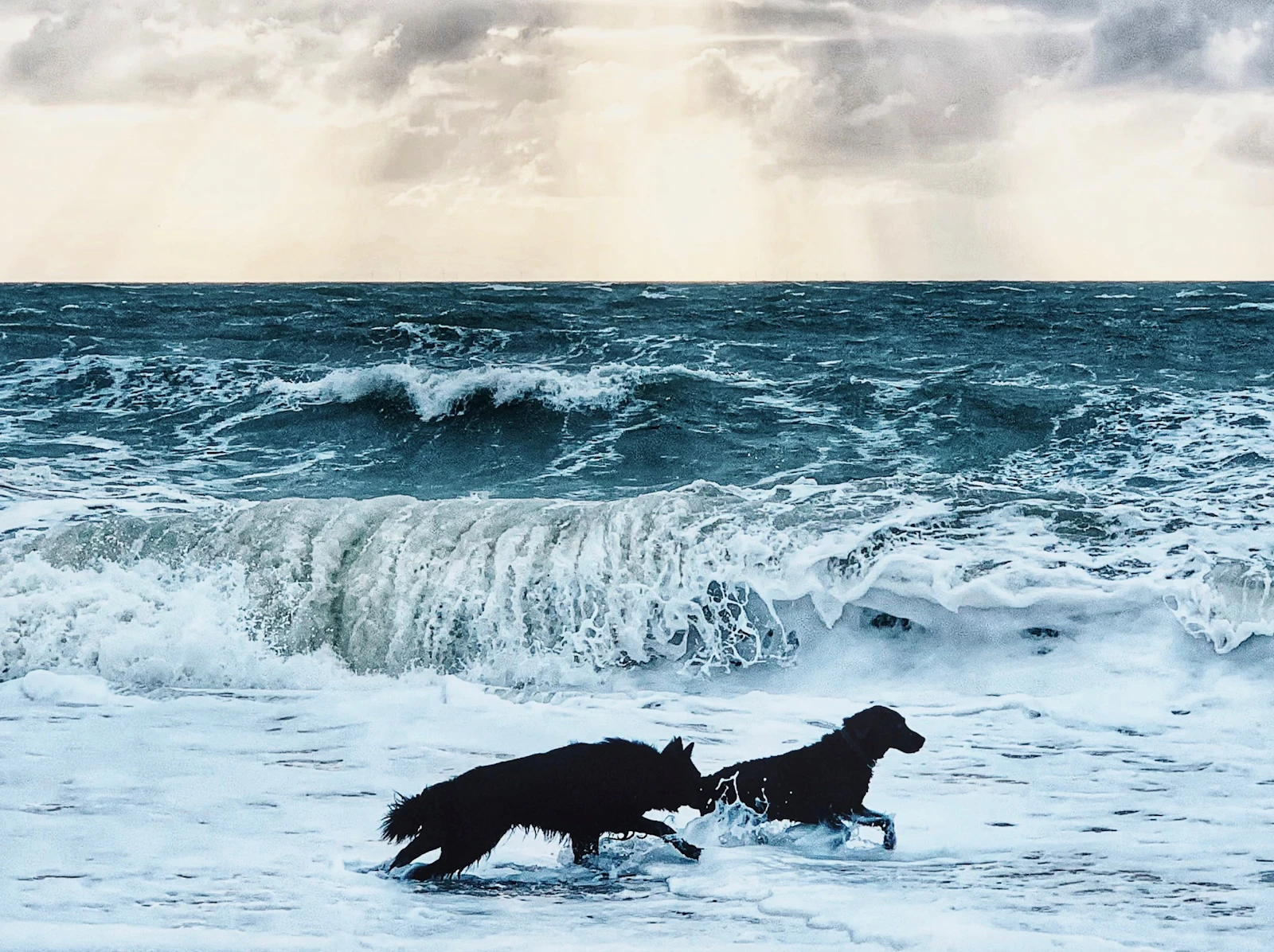 Coronado Dog Beach
