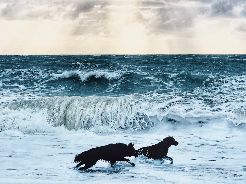 a couple of dogs playing in the ocean