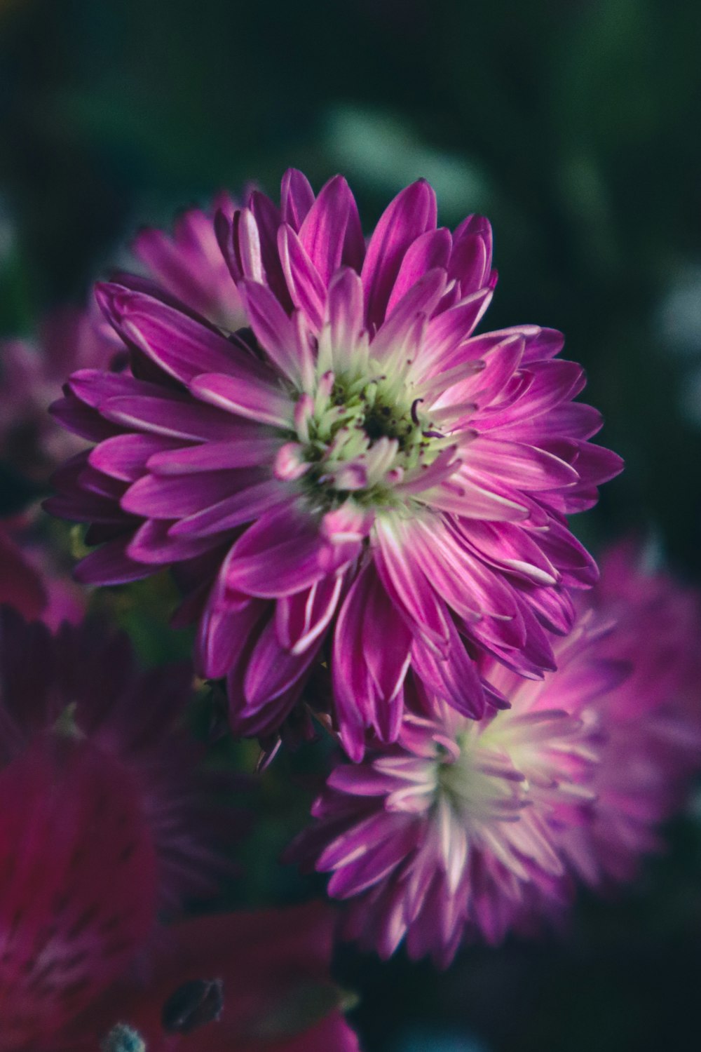 a close up of a purple flower with a blurry background