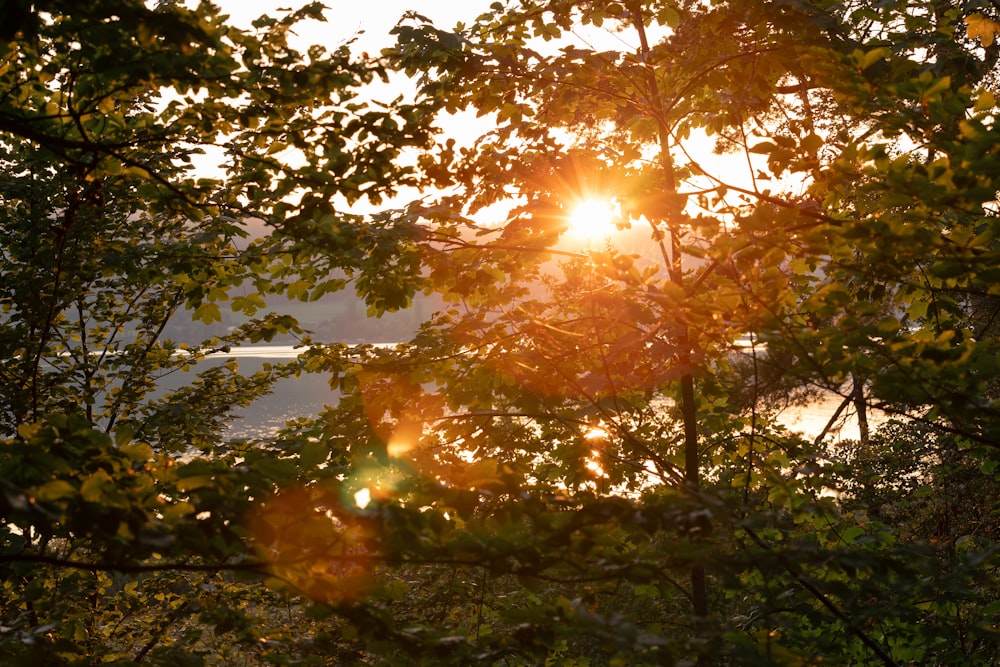 the sun shines through the leaves of a tree