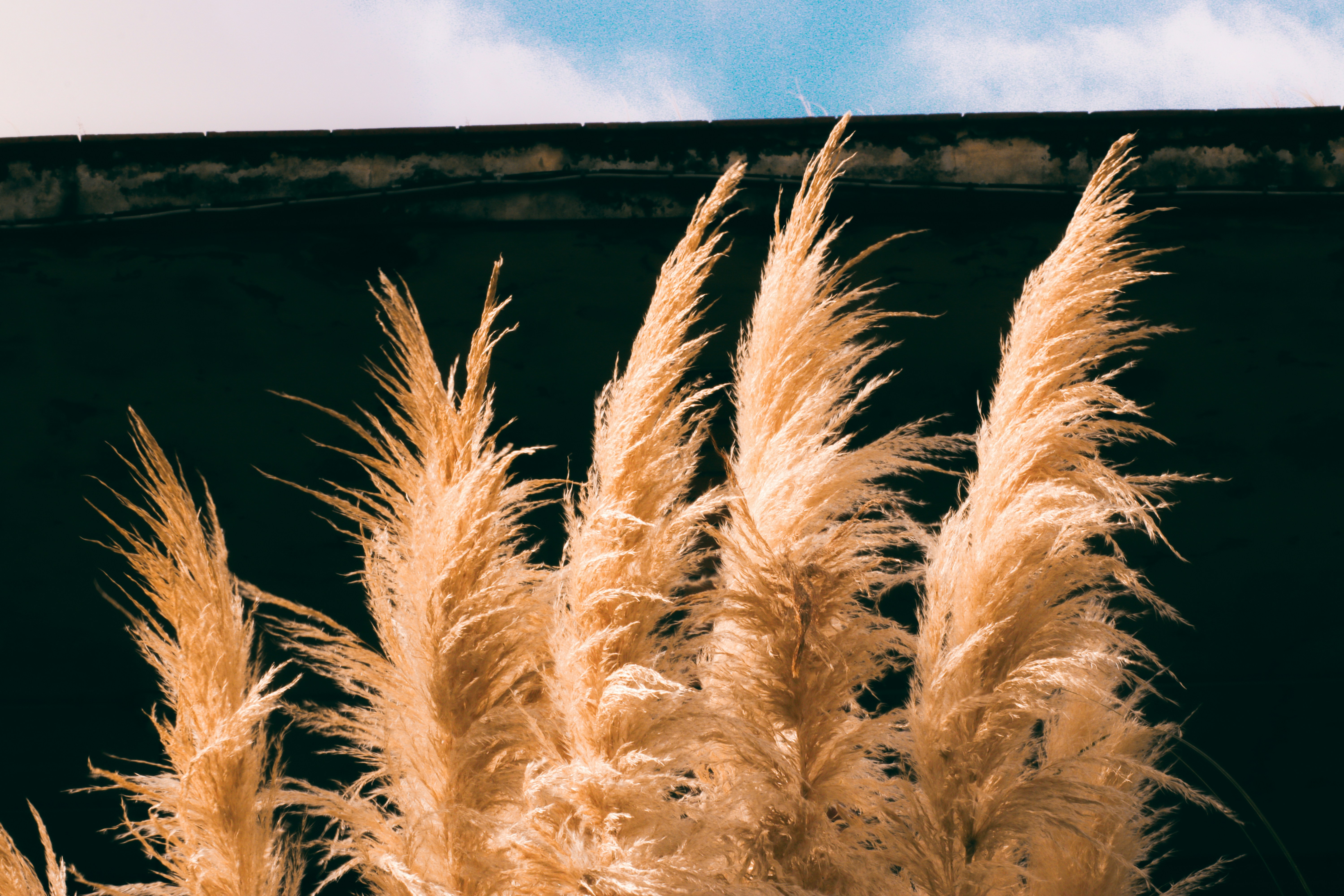 A close up of a plant with a sky in the background