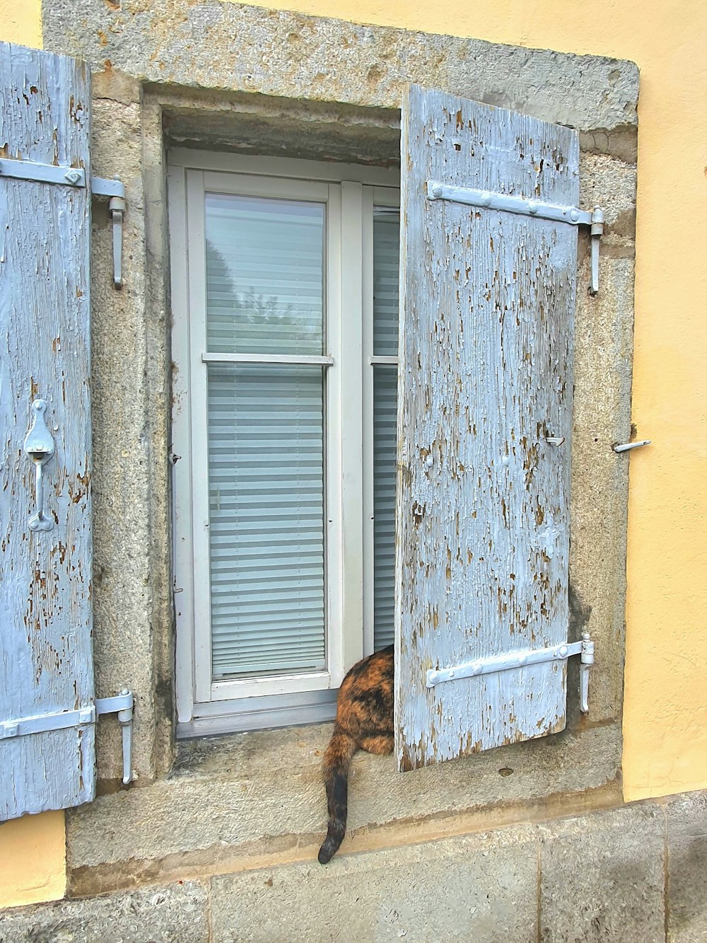 a cat that is sitting in a window sill